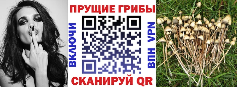 Галлюциногенные грибы Magic Shrooms Елец